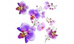 Samolepka Orchidej SS 3859